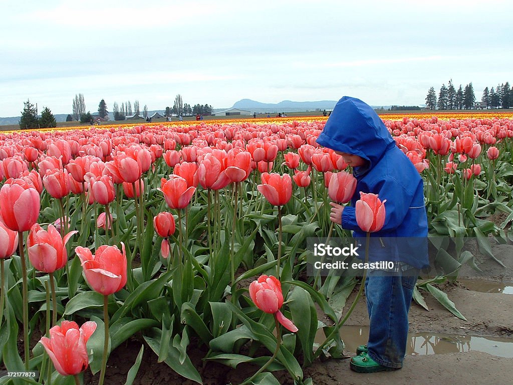 Süße von Frühling - Lizenzfrei Tulpe Stock-Foto