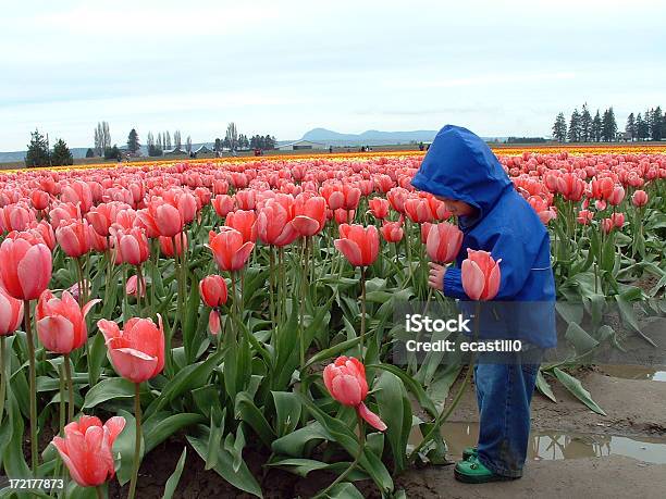 Sweetness De Resorte Foto de stock y más banco de imágenes de Tulipán - Tulipán, Campo - Tierra cultivada, Niño