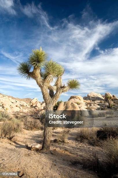 Joshua Tree Stock Photo - Download Image Now - Arid Climate, Blue, Boulder - Rock