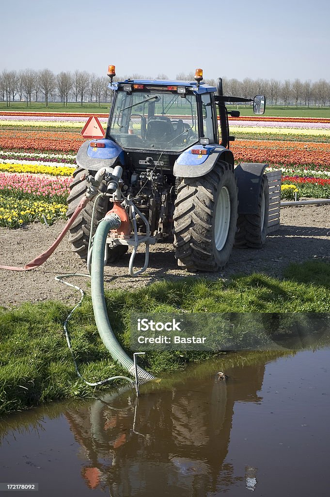Arroser les tulipes - Photo de Arroseur automatique - Agriculture libre de droits