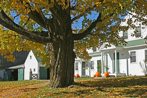 Autum Foliage and Pumpkins at a New Hampshire Farmhouse stock photo