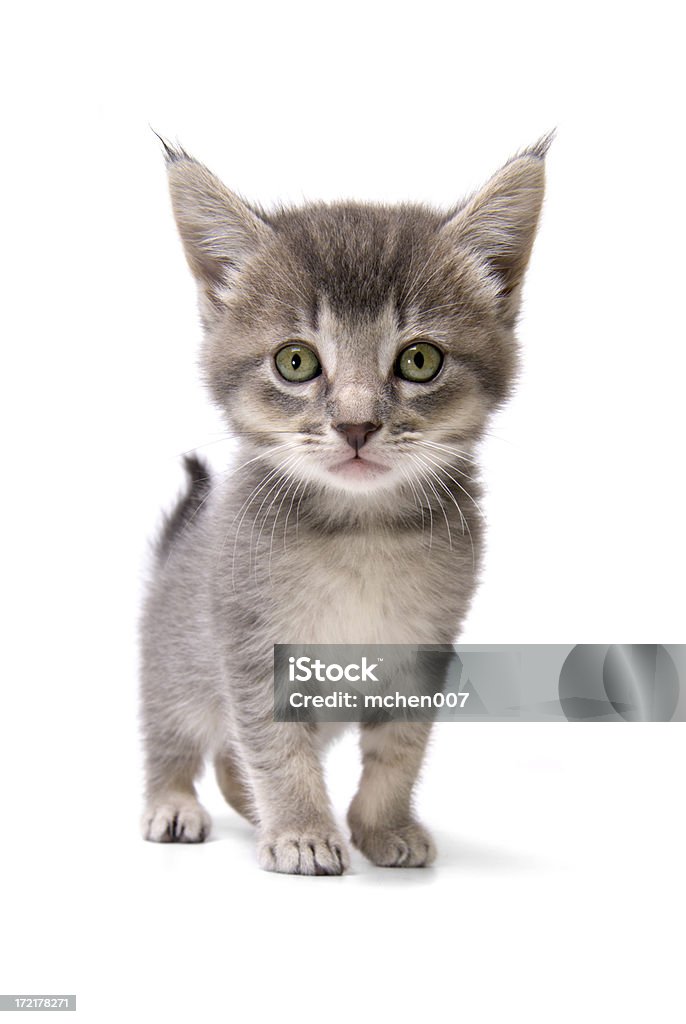 Животные: Выделение Kitten - Стоковые фото Котёнок роялти-фри