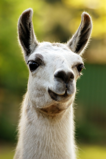 portrait of a llamashallow depth of field with focus on the eyes