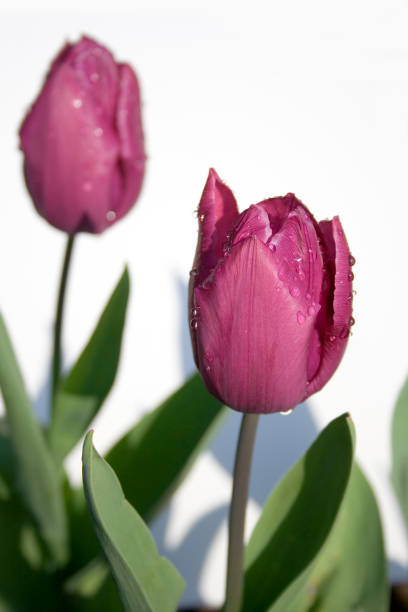 pair of pink tulips with water droplets stock photo