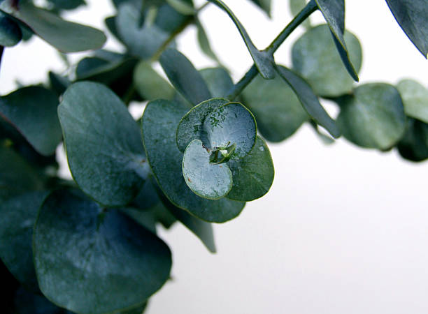 Waxy dark green eucalyptus leaves on a branch Eucalyptus stems.  For more flowers and plants (click here) eucalyptus tree stock pictures, royalty-free photos & images