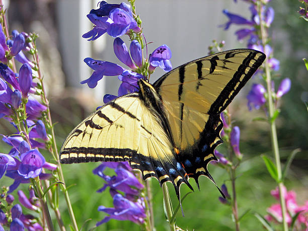 istock Yellow Monarch Butterfly and Purple Flower 172178608