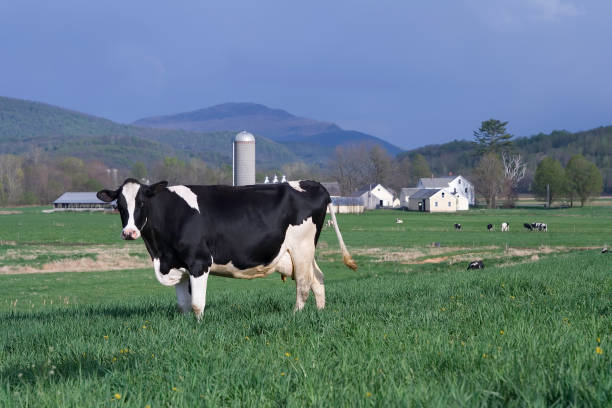 vacca in ambiente rurale - vermont farm dairy farm agricultural building foto e immagini stock