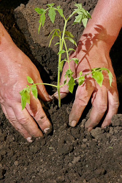 Tomatoes Planting #2 stock photo