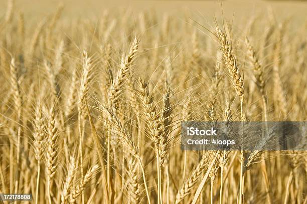 Wheat Campo Di - Fotografie stock e altre immagini di Fotografia - Immagine - Fotografia - Immagine, Grano - Graminacee, Saskatchewan