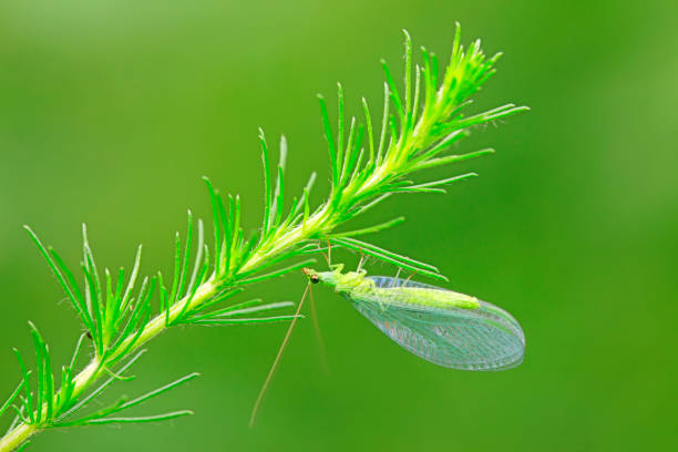 Chrysopidae inhabits Artemisia, North China