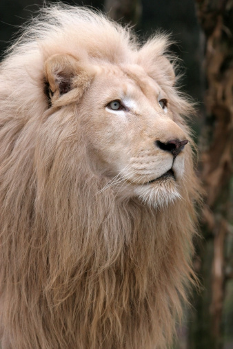 The intense stare of a male african lion.