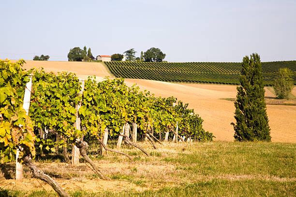 Vines growing in a vineyard in France