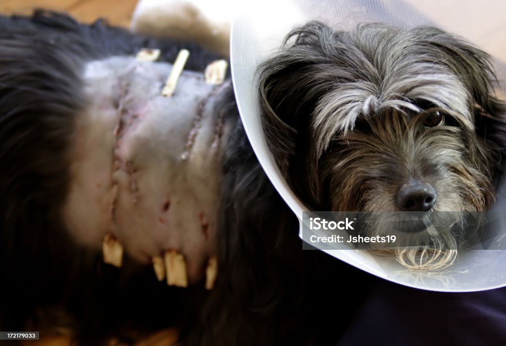 Poor Doggy Little dog after emergency surgery after a dog attack.  Focus on face with body and scarring blurred. Aggression Stock Photo