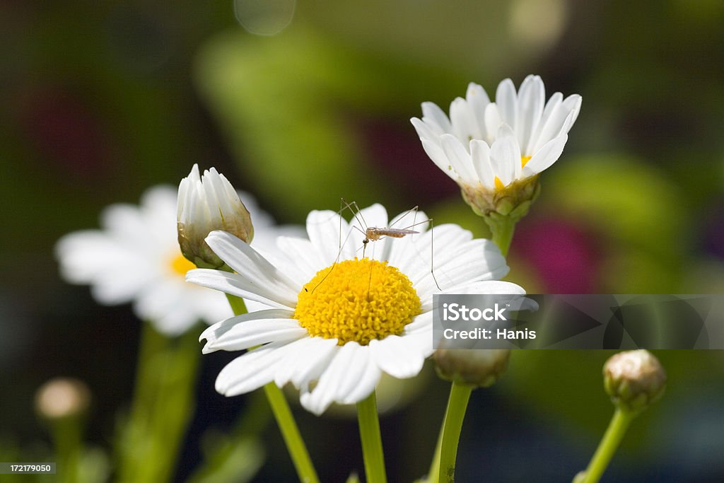 Moskito auf eine Blume - Lizenzfrei Gartenanlage Stock-Foto