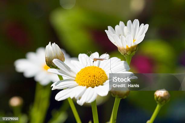 Moskito Auf Eine Blume Stockfoto und mehr Bilder von Gartenanlage - Gartenanlage, Moskito, Bildhintergrund