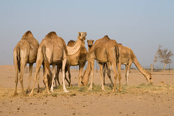 wielbłąd na pustyni - sandscape zdjęcia i obrazy z banku zdjęć
