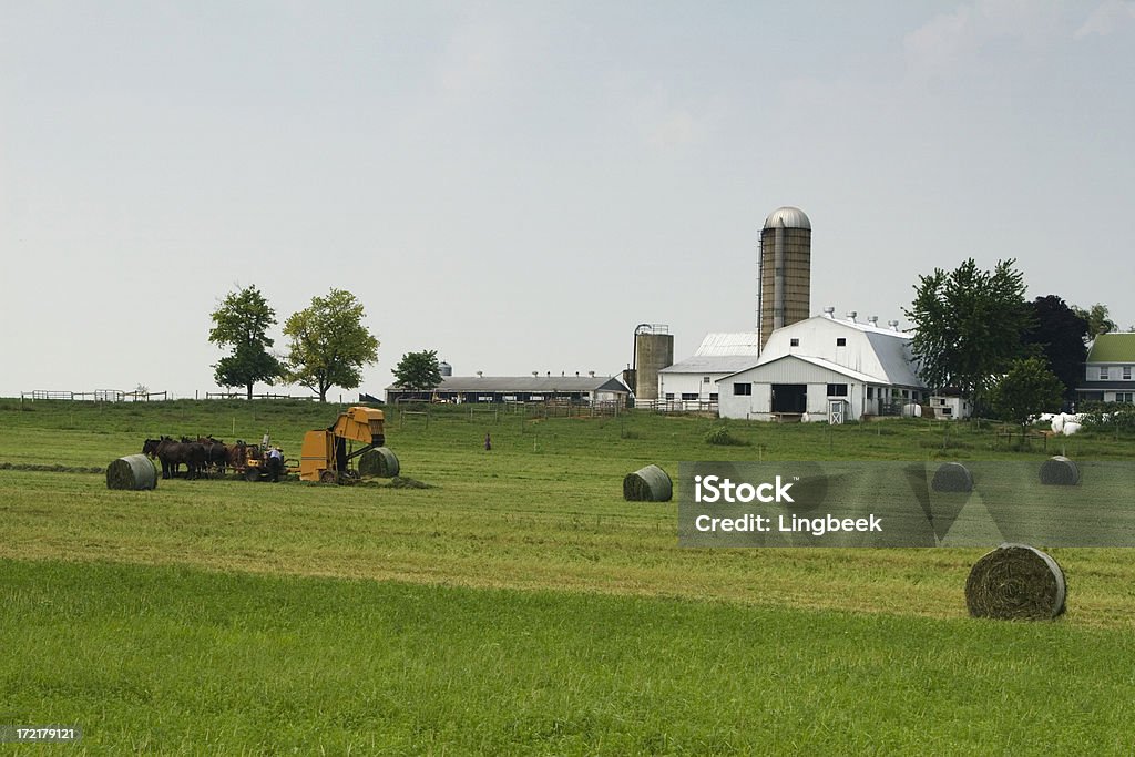 Amisze farm podczas zbiorów - Zbiór zdjęć royalty-free (Ameryka)