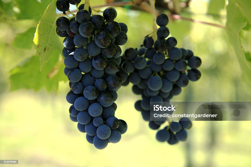 Niezwykle Chianti winogron - Zbiór zdjęć royalty-free (Bez ludzi)