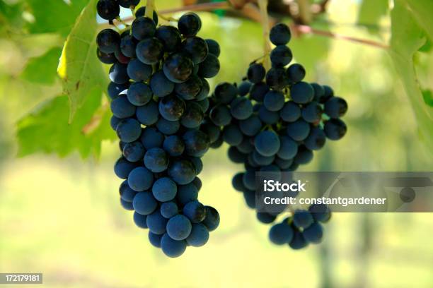 Luscious Uvas De Chianti - Fotografias de stock e mais imagens de Alimentação Saudável - Alimentação Saudável, Amarelo, Antioxidante