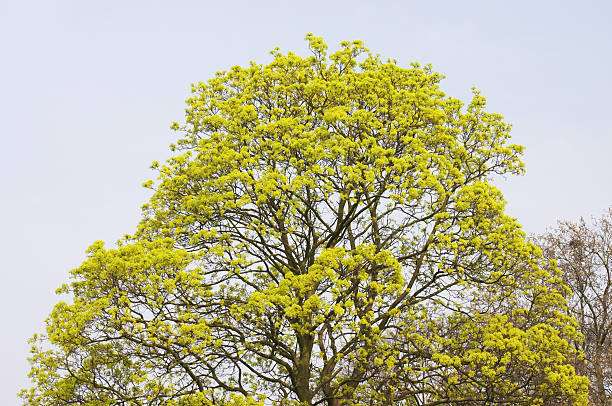 spitzahorn acer platanoides in voller blüte - norway maple stock-fotos und bilder