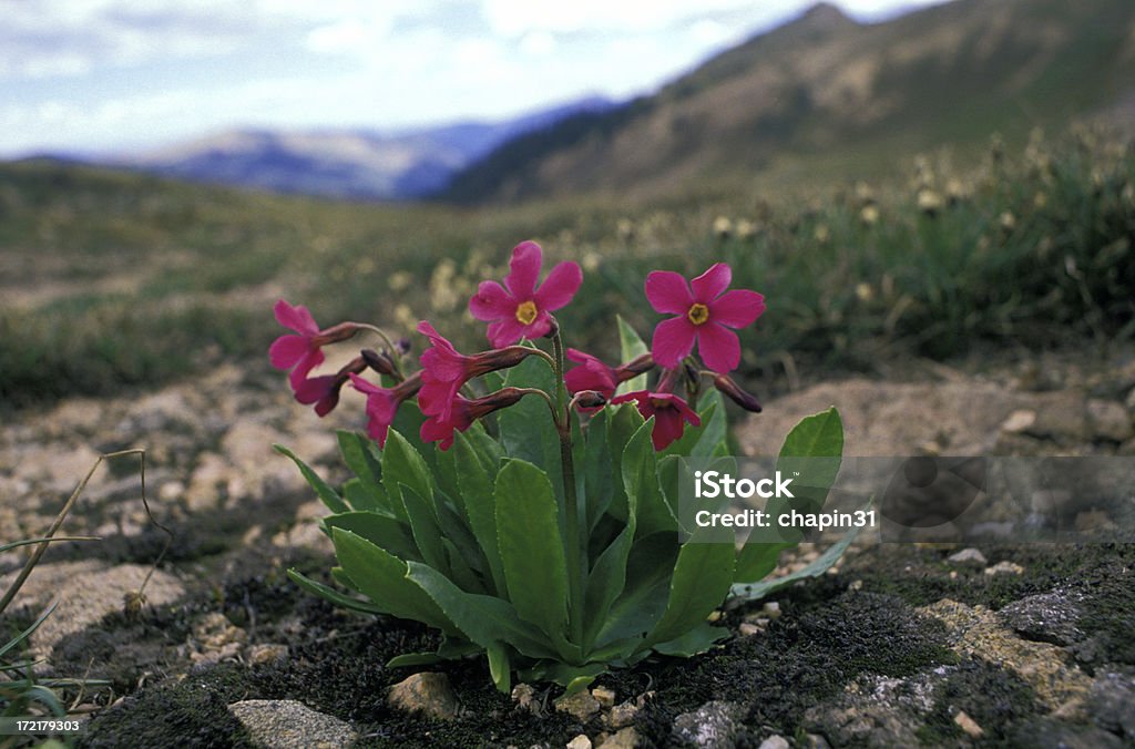Fairy Primrose, Primula angustifolia "Tiny Fairy Primrose, Primula angustifolia, in a high alpine meadow in the Rocky Mountains" Summer Stock Photo