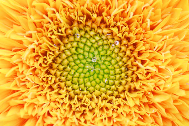 Flowers in North China Garden