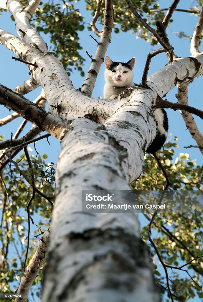 Gato em uma árvore - Foto de stock de Gato doméstico royalty-free