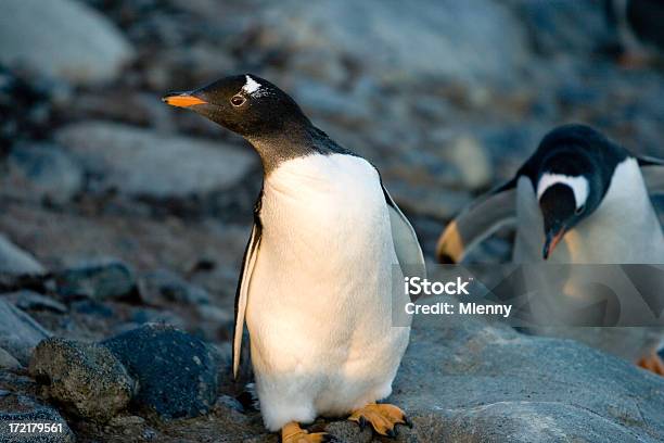 Pinguimpapu - Fotografias de stock e mais imagens de Andar à Pato - Andar à Pato, Animal, Animal em via de extinção