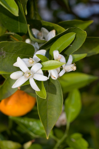 Close up of orange blossoms on an orange tree.