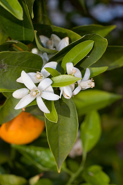 Closeup of orange blossoms on a tree stock photo