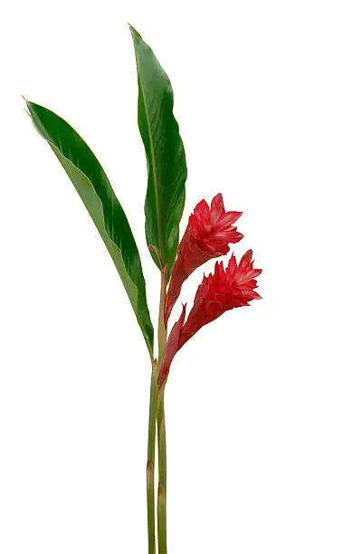 Photo of Red Ginger Flowers