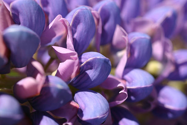 Photo of blue and purple lupine flower petals macro shot