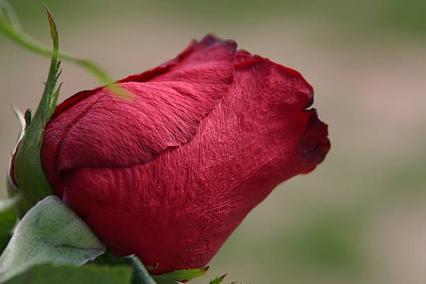 Beautiful Red Rose stock photo