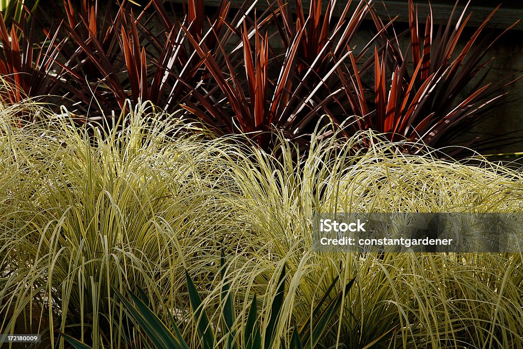 Paesaggismo desertico con Erba ornamentale In giardino - Foto stock royalty-free di Ambientazione esterna