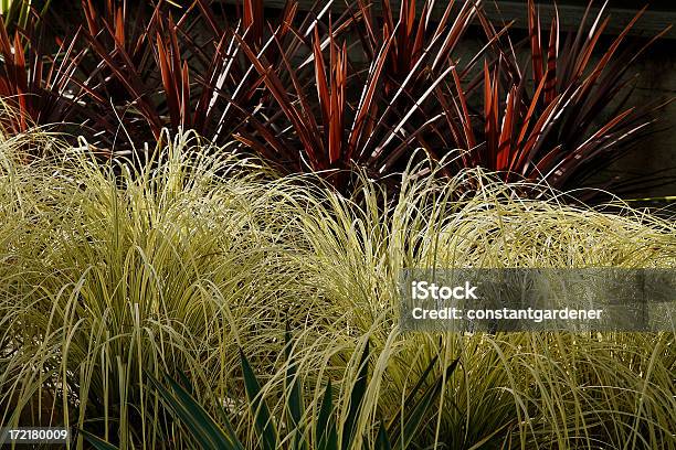 Paesaggismo Desertico Con Erba Ornamentale In Giardino - Fotografie stock e altre immagini di Ambientazione esterna