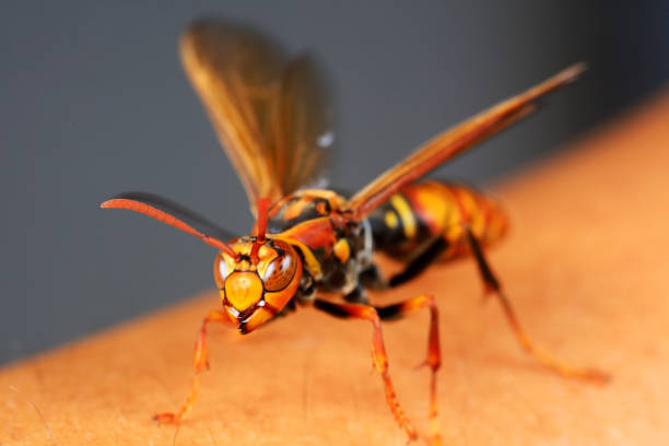 Natural insect