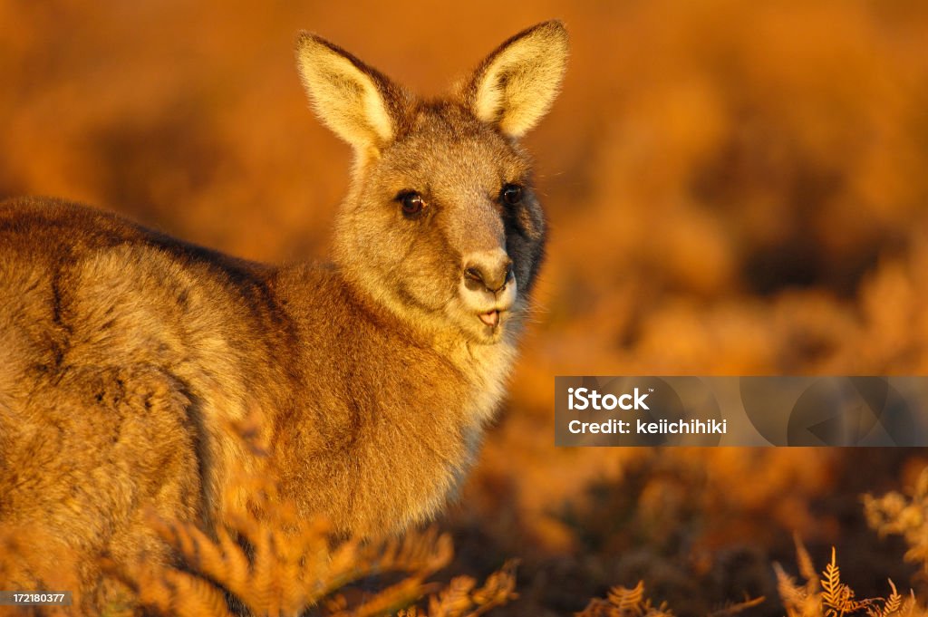 Känguru in den Sonnenuntergang - Lizenzfrei Australien Stock-Foto