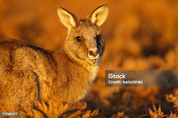 Kangur Na Zachód Słońca - zdjęcia stockowe i więcej obrazów Australia - Australia, Czerwony, Dmuchać