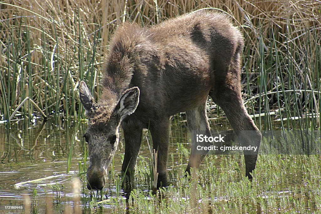 Bebé Moose - Foto de stock de Agua libre de derechos