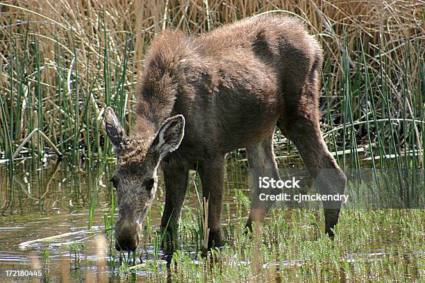 Bebé Moose Foto de stock y más banco de imágenes de Agua - Agua, Aire libre, Alce