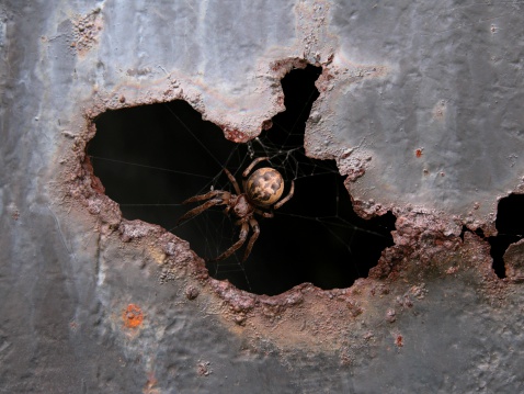 A spider in a hole in a rusted wall