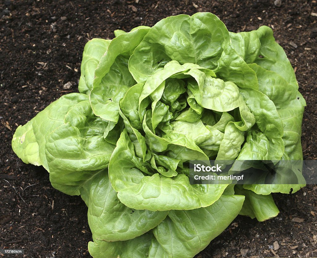 Salat Buttercrunch Single - Lizenzfrei Salat - Blattgemüse Stock-Foto