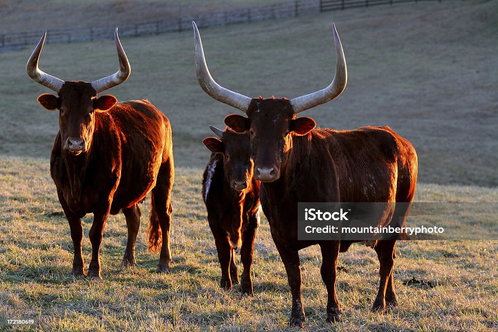 Longhorns de luz - Foto de stock de Agricultura libre de derechos