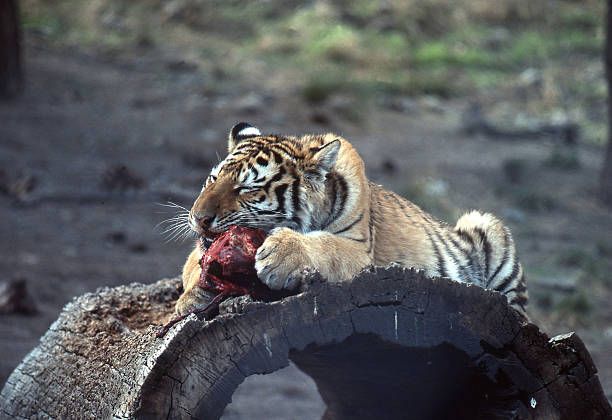 Tigre - fotografia de stock