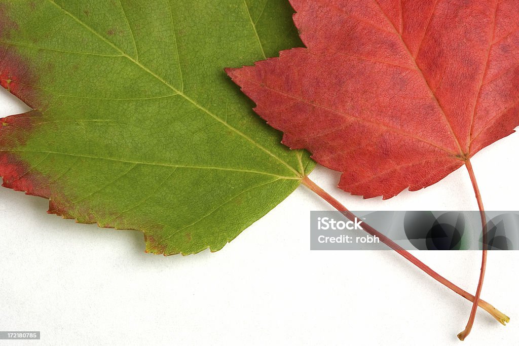 잎 - 로열티 프리 10월 스톡 사진