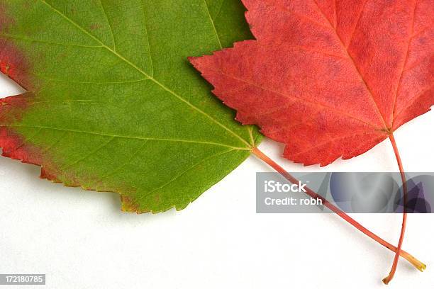 잎 10월에 대한 스톡 사진 및 기타 이미지 - 10월, 11월, 9월
