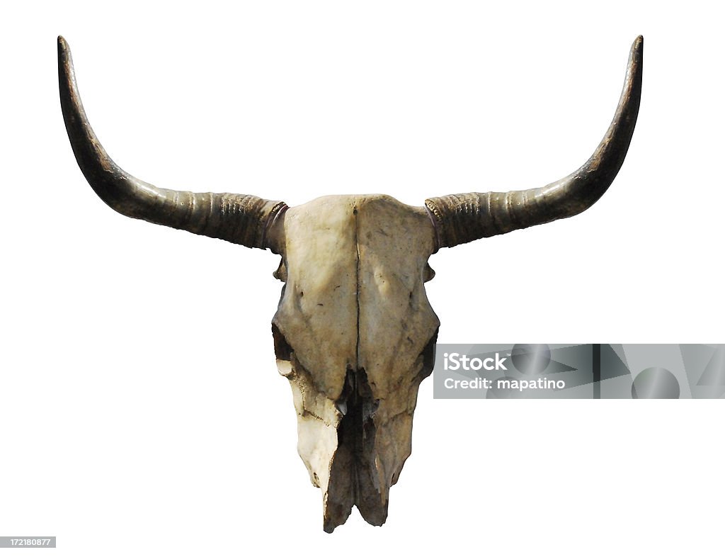 Krowy czaszki - Zbiór zdjęć royalty-free (Czaszka zwierzęcia)