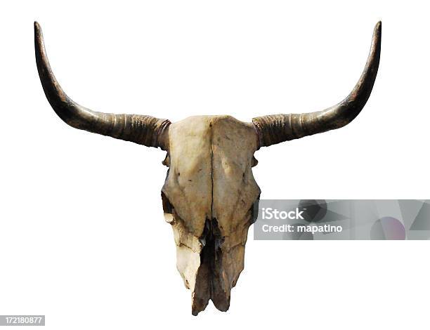 Krowy Czaszki - zdjęcia stockowe i więcej obrazów Czaszka zwierzęcia - Czaszka zwierzęcia, Część ciała zwierzęcia, Dziki Zachód