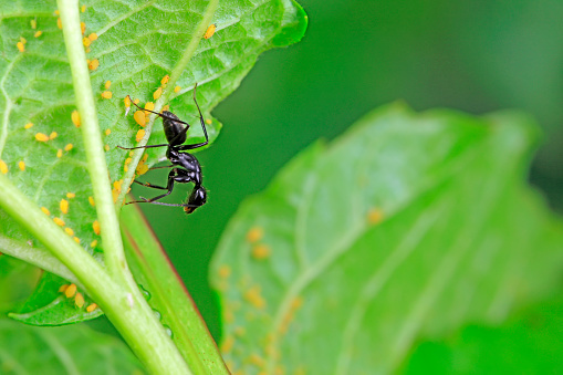 The Japanese bowback ant beats aphids and sucks the honeydew secreted by aphids