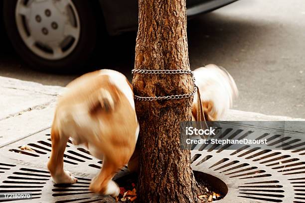 Kratzen Zeit Stockfoto und mehr Bilder von Hund - Hund, Kratzen, Baum